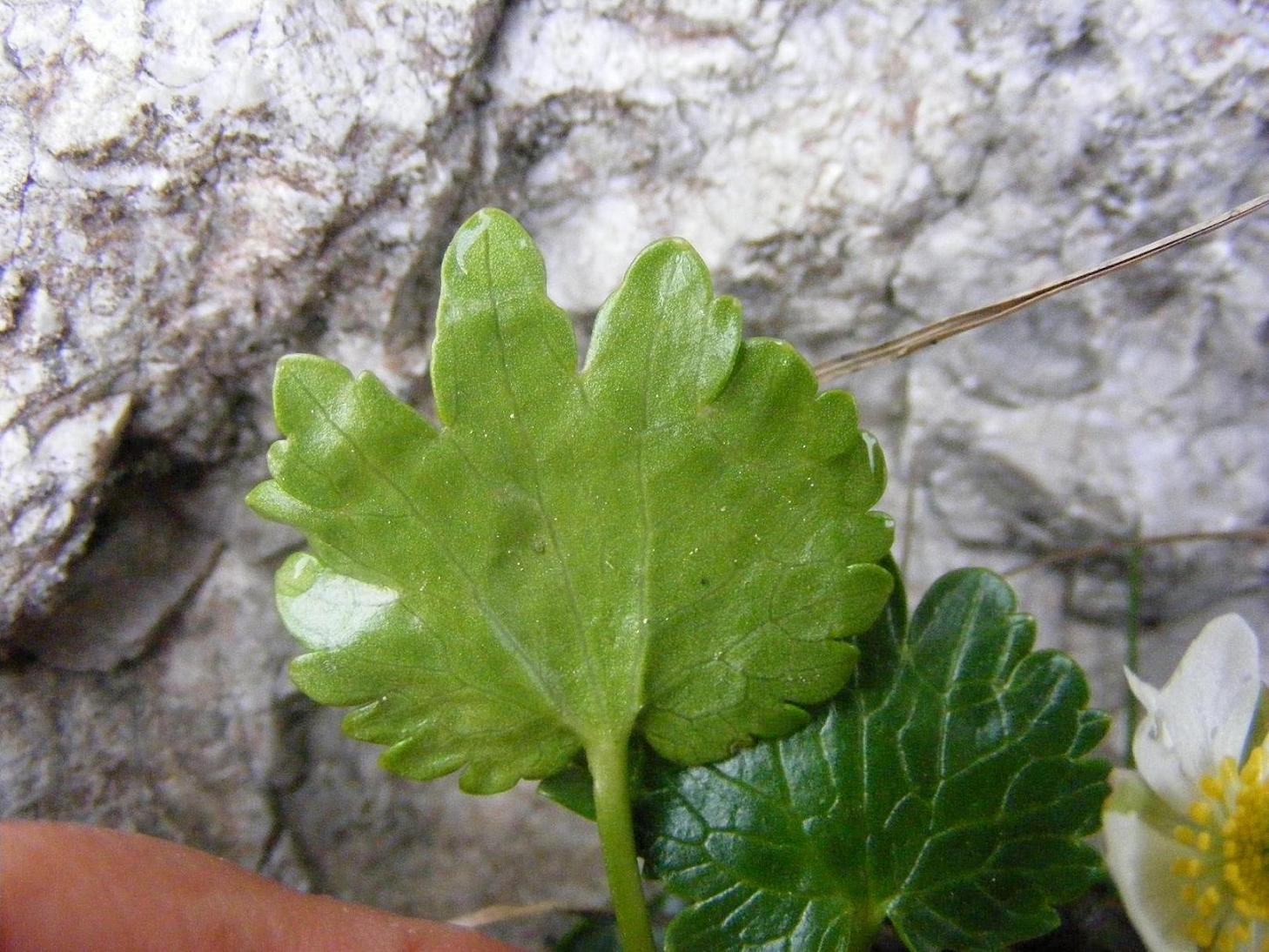 Ranunculus bilobus / Ranuncolo bilobo